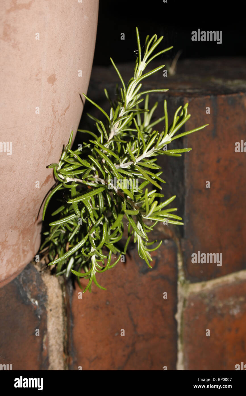 Stunning English Lavender Wall Planter image