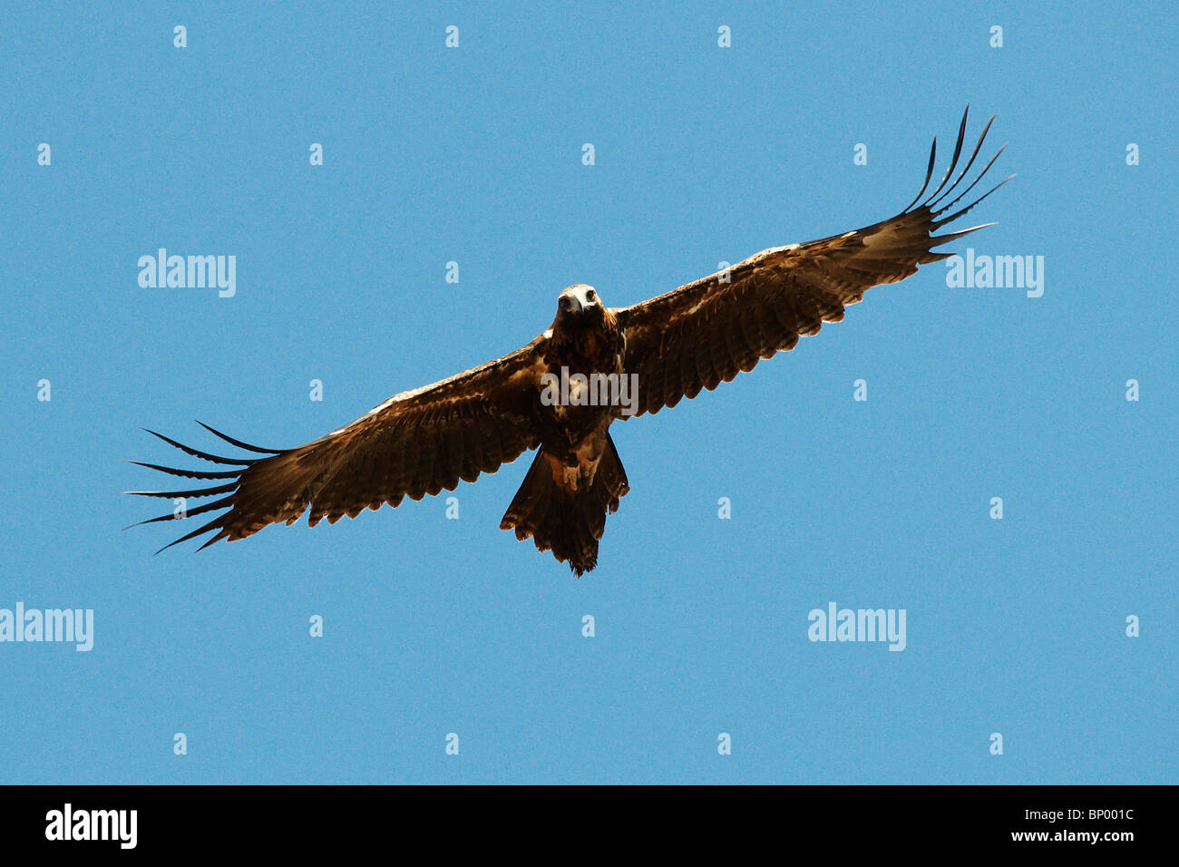 A 2nd Year Juvenile Male Wedge-Tailed Eagle in flight. Stock Photo