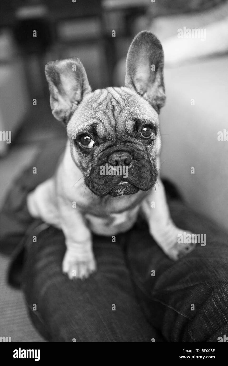 French Bulldog puppy sat on owners lap Stock Photo