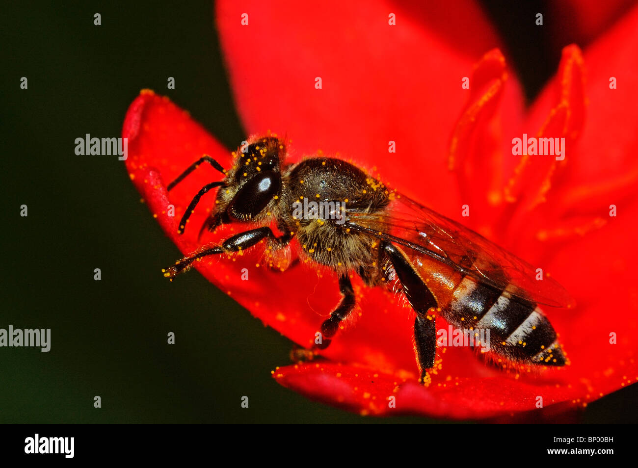 Bee covered with pollen on flower Stock Photo