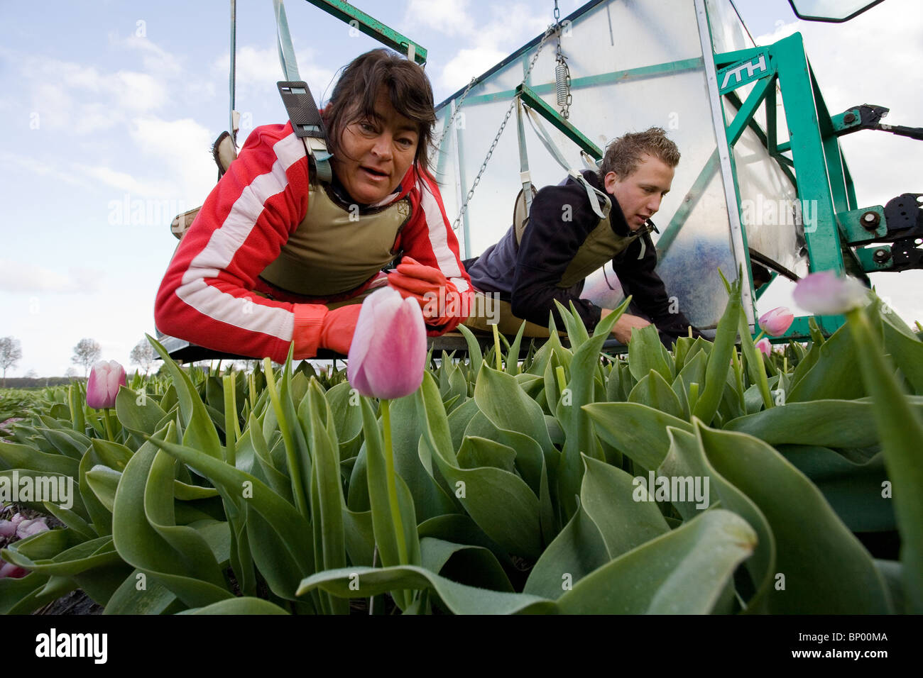 tulip growers working on a land of tulips, picking the last tulips. Stock Photo