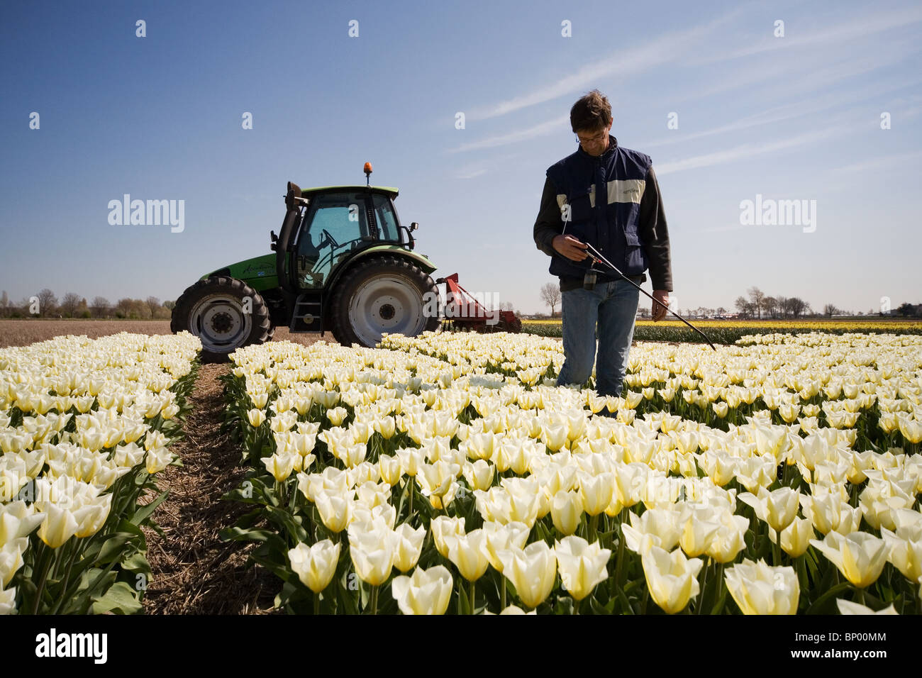 bulb tulip grower in dutch bulb fields in the back his tractor Stock
