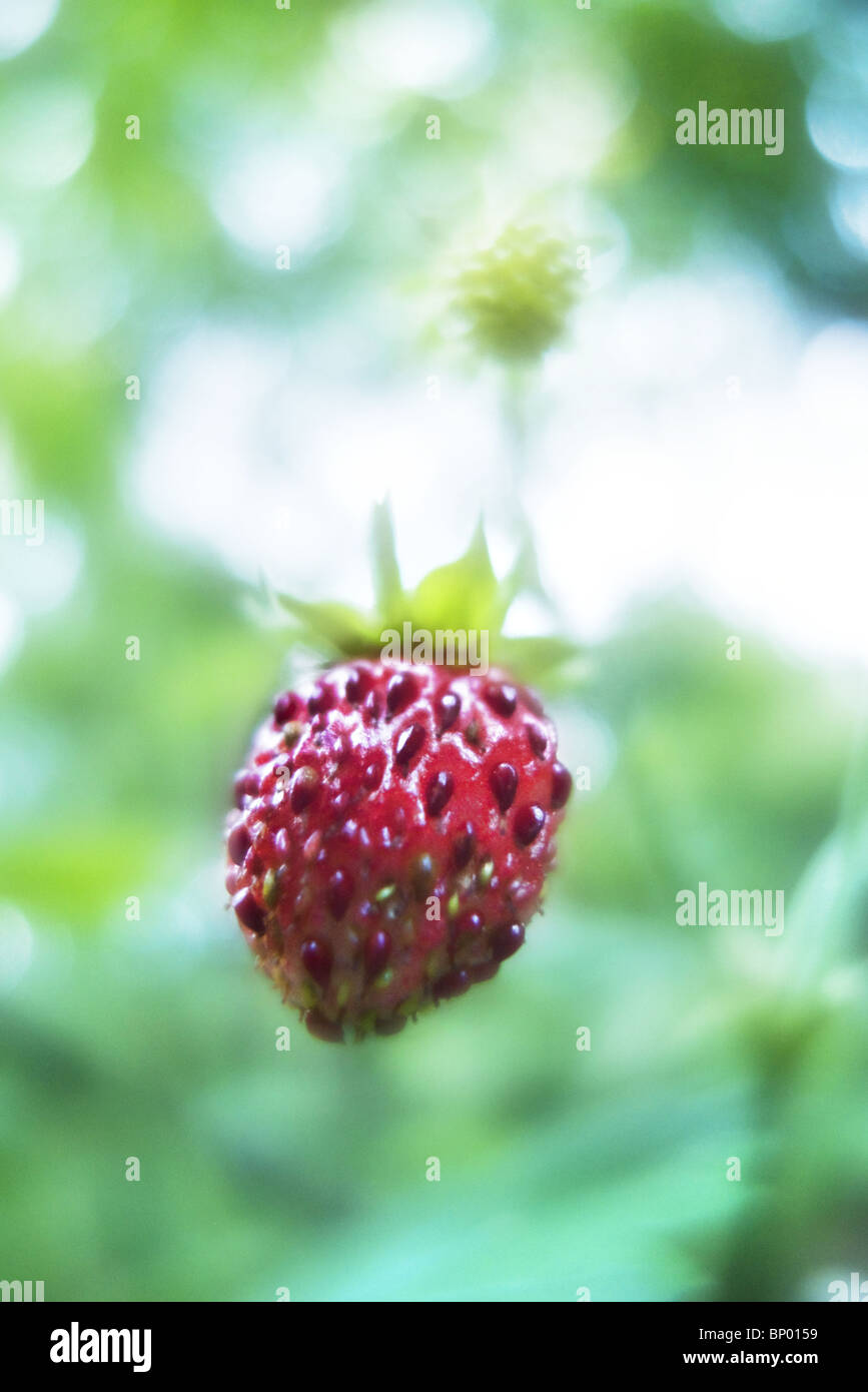 Woodland strawberry (Fragaria vesca) fruit Stock Photo