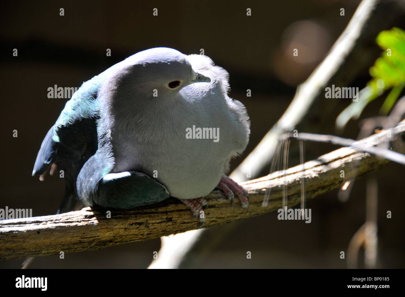 Green Imperial pigeon, Ducula aenea, Foz do Iguaçu, Parana, Brazil Stock Photo