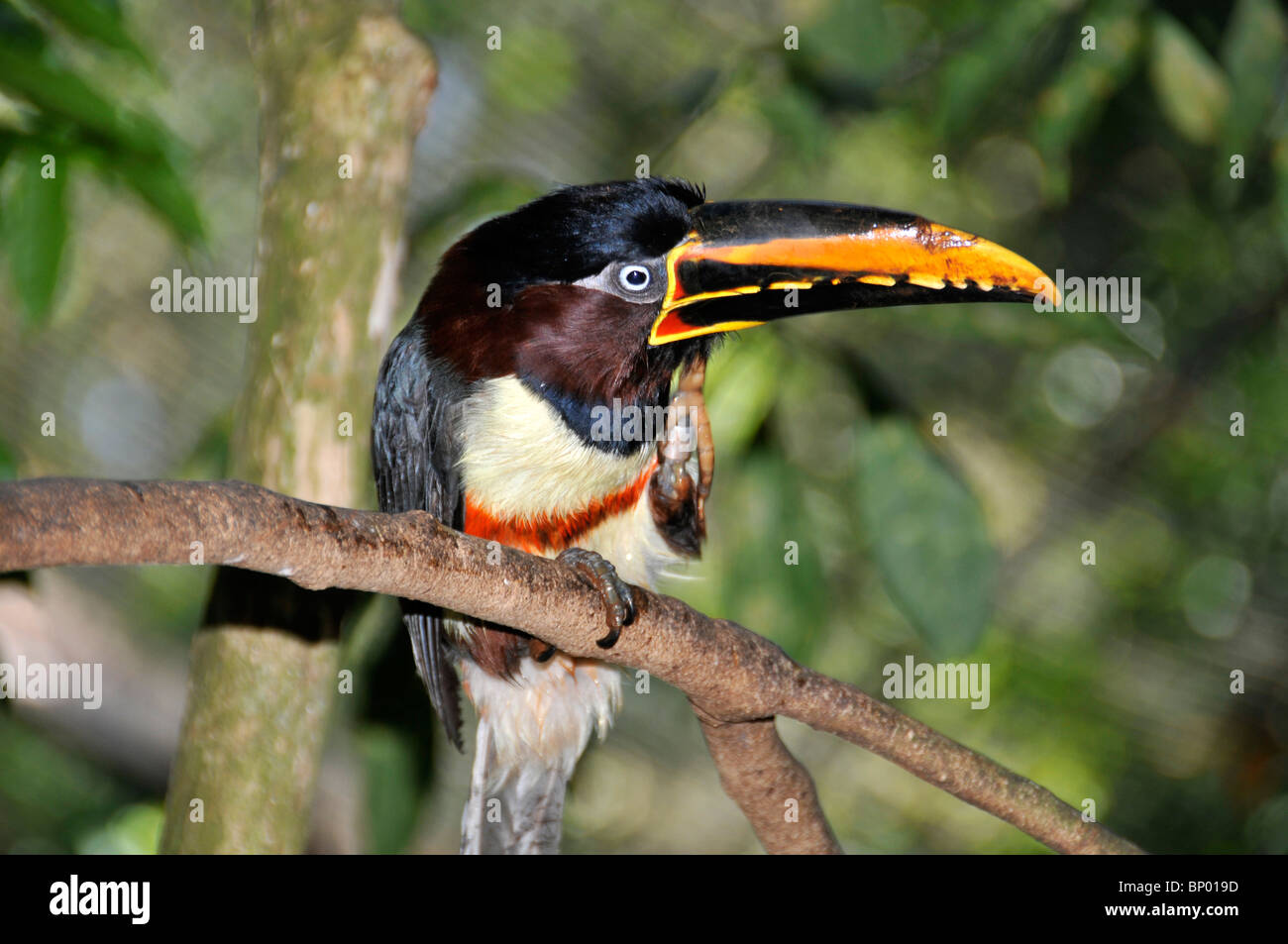 chestnut-eared-aracari-chestnut-eared-ara-ari