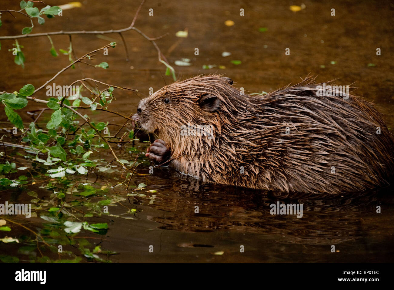 Species of rodent introduced hi-res stock photography and images - Alamy