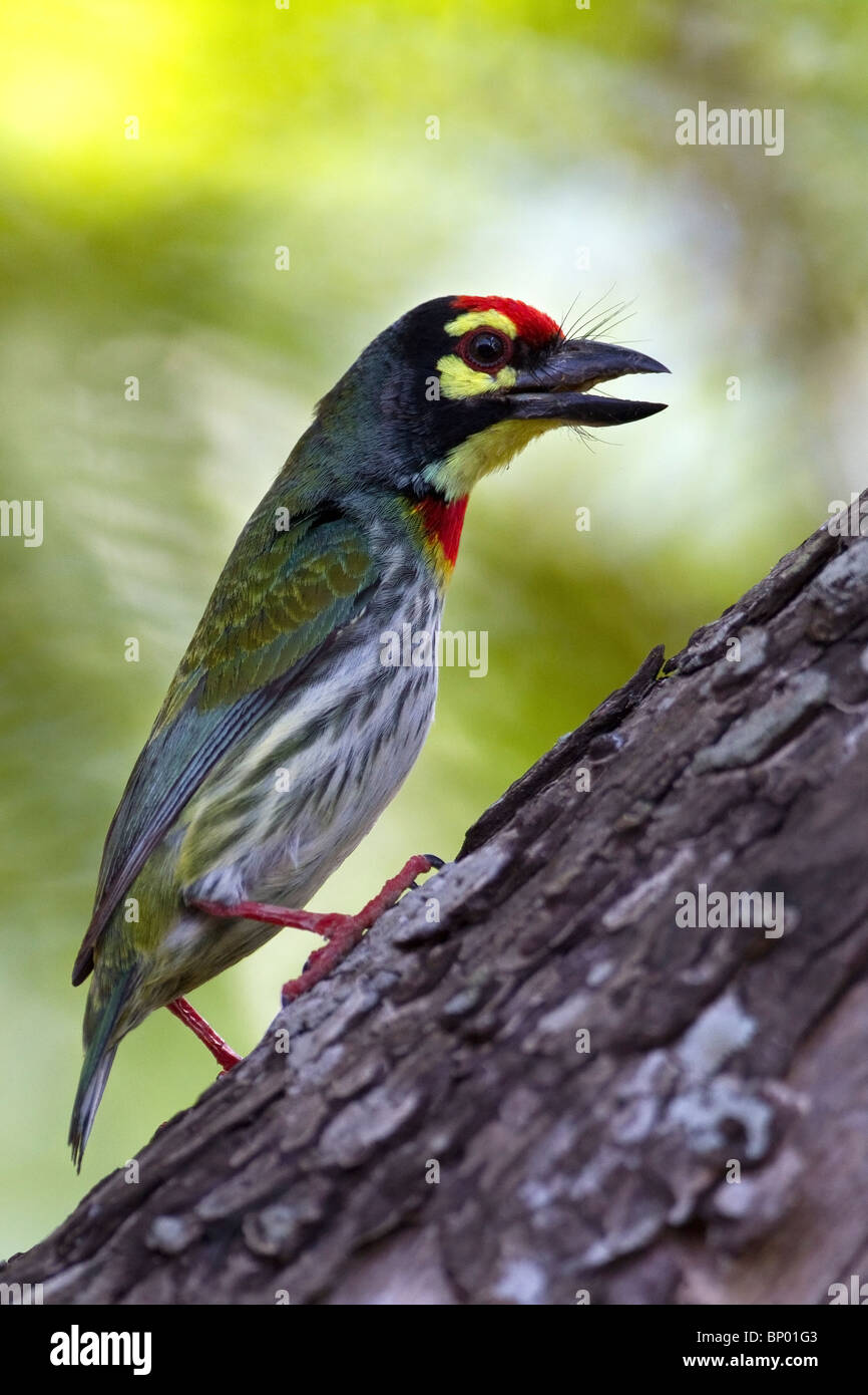 A Coppersmith Barbet (Megalaima haemacephala) perched on a tree trunk. Stock Photo