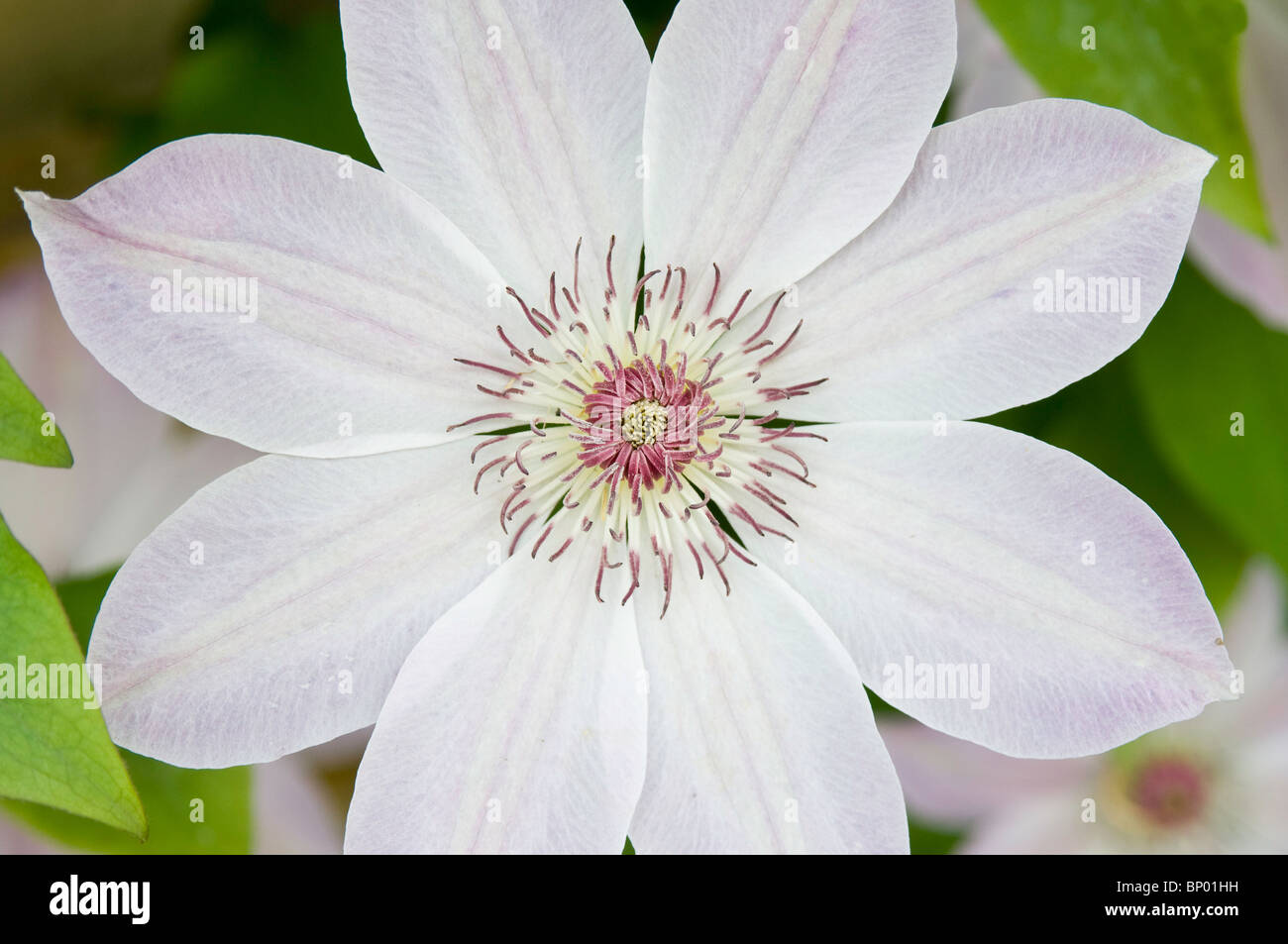 Single pale pink flower of Clematis 'Dawn' Stock Photo