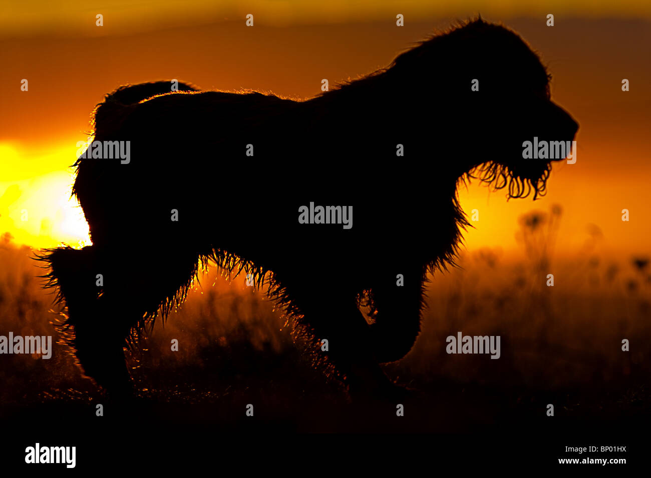Puppy Sunset Silhouette Stock Photo