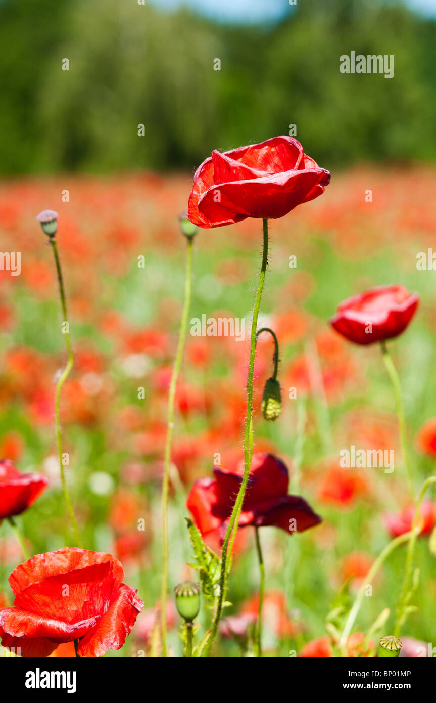 Vibrant red poppy field hi-res stock photography and images - Alamy