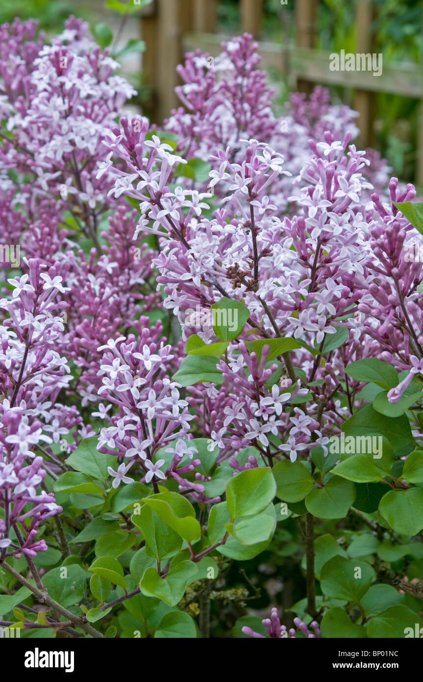 Syringa meyeri 'Palibin', the dwarf Korean Lilac, in flower Stock Photo
