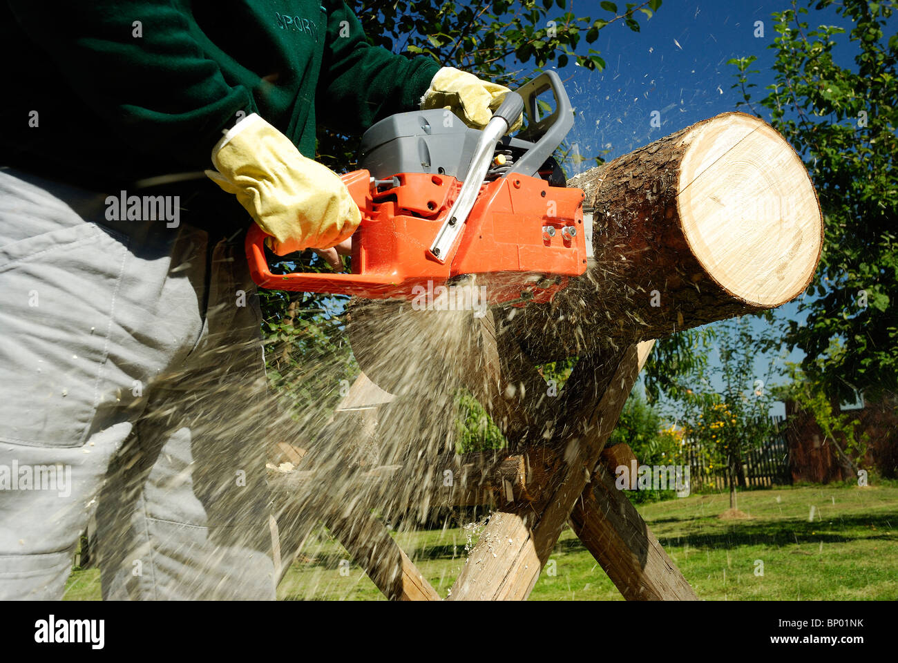 The chainsaw cutting the log of wood Stock Photo