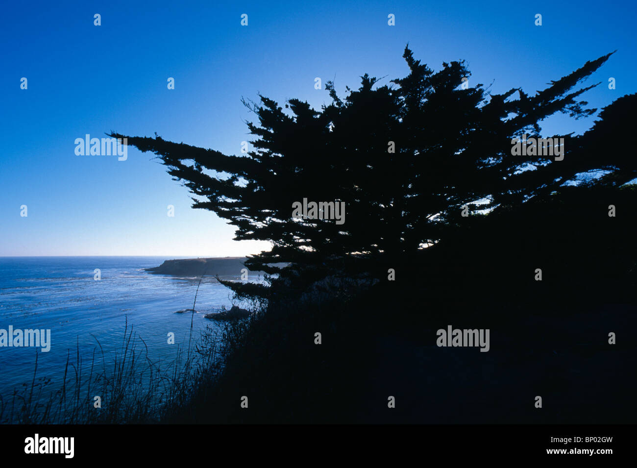 Silhouette of cypress tree on Pacific coast near Mendocino, California, USA. Stock Photo