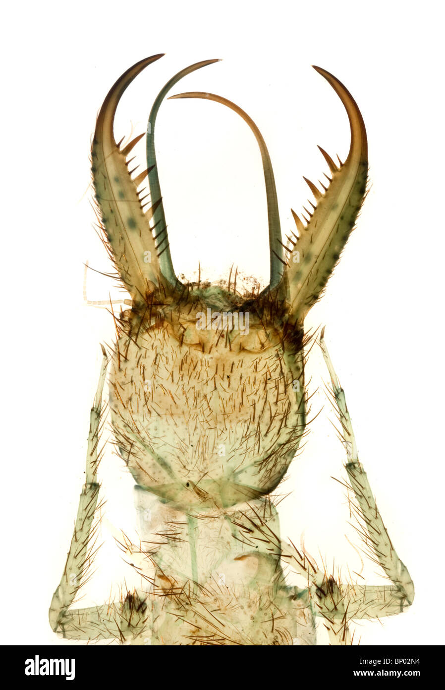 Ant lion hi-res stock photography and images - Alamy