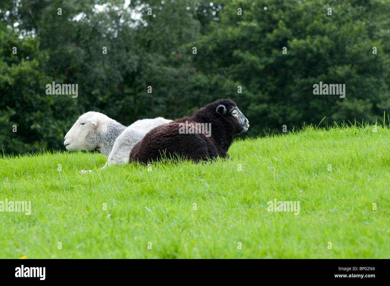 A Herdwick ewe with her young lamb Stock Photo