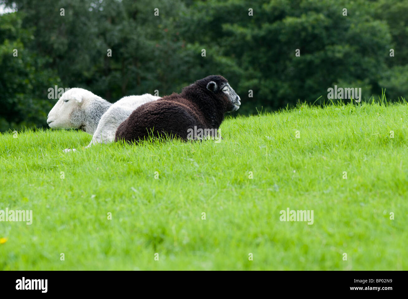 A Herdwick ewe with her newborn lamb in the Lake District Stock Photo