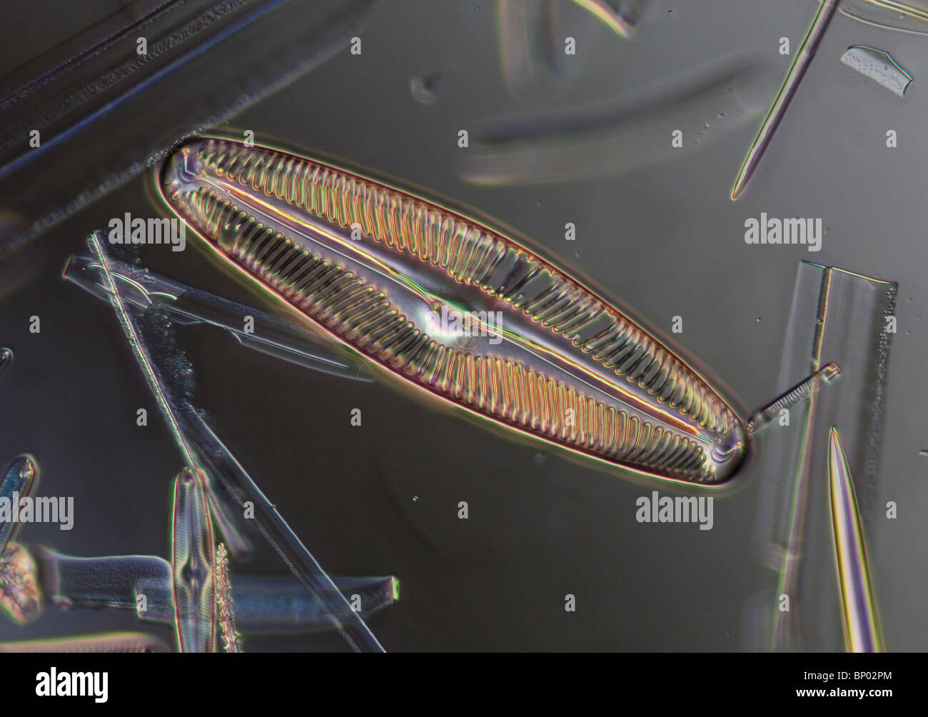 Fresh water diatoms; Pinnularia alpina, Stock Photo