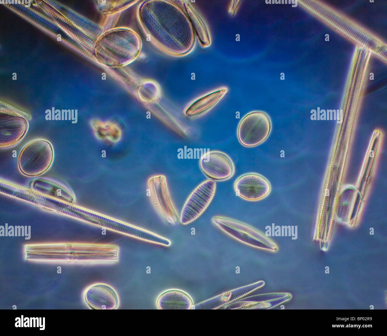 Freshwater diatoms, mixed species, Pinnularia sp. Cocconeis pediculus Stock Photo