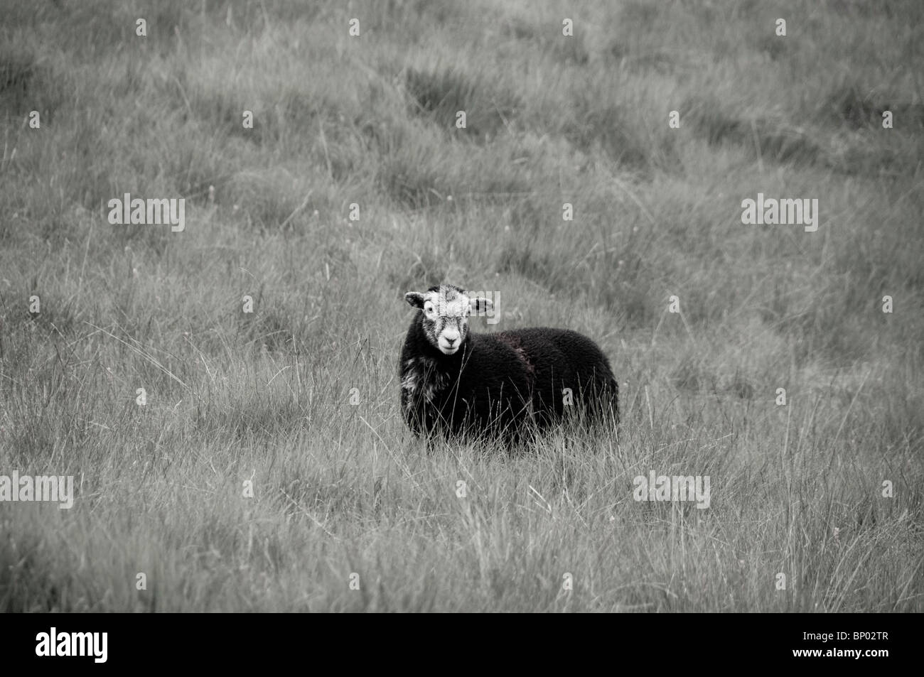 Black and white photograph of a Herdwick lamb in Cumbria Stock Photo ...