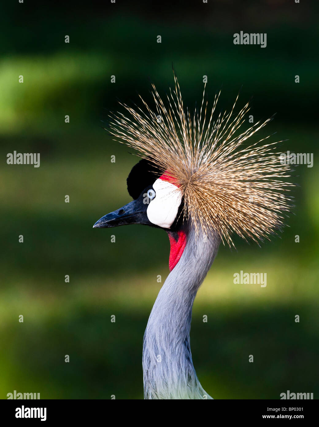Grey Crowned Crane Balearica Regulorum Kigali Rwanda Sept 2007 