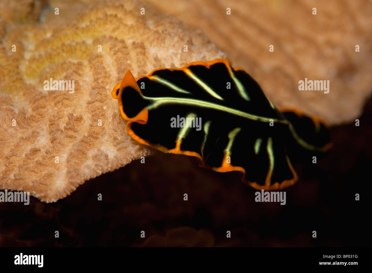 A Polyclad flatworm crawling over coral on a reef in Indonesia. Stock Photo