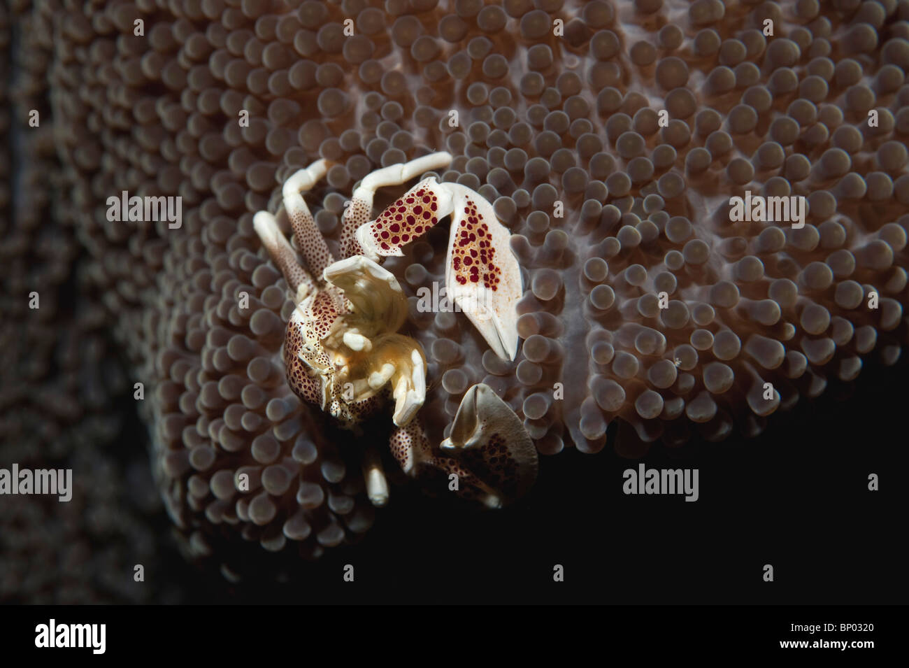 An Anemone Crab filter feeding on an anemone in Indonesia. Stock Photo