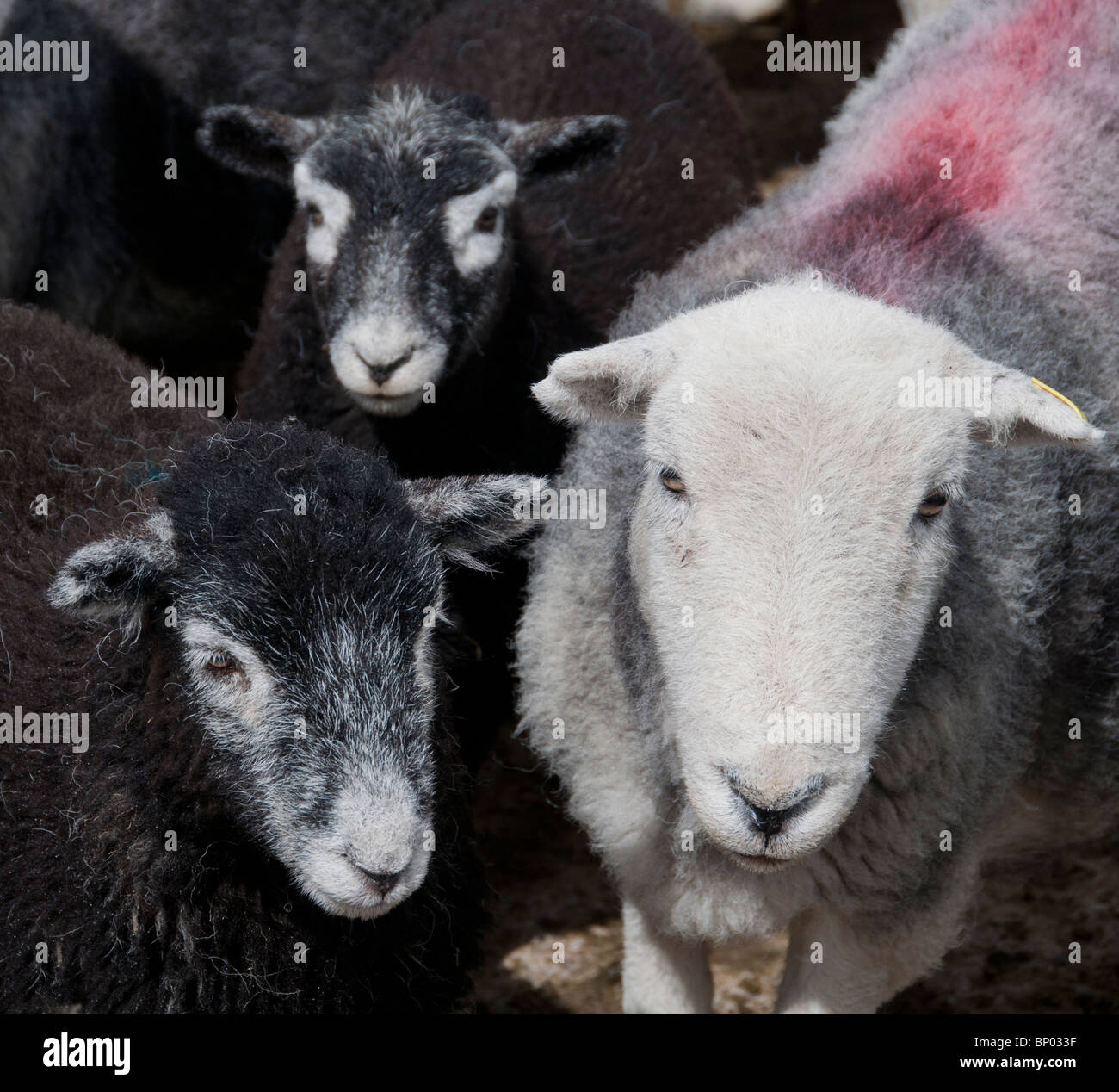 Herdwick ewe and lambs in a pen Stock Photo