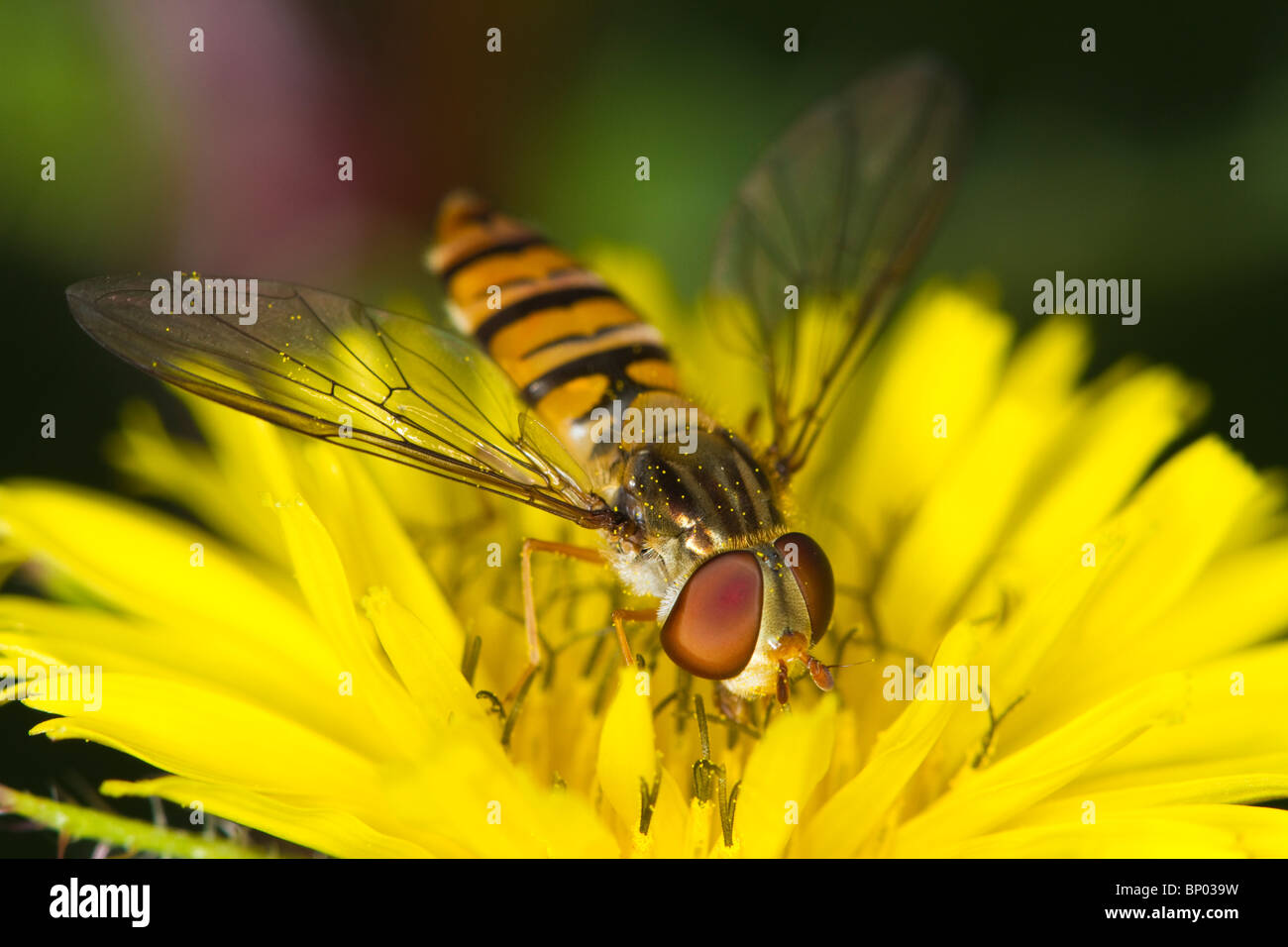 Episyrphus balteatus hoverfly feeding on a yellow flower Stock Photo