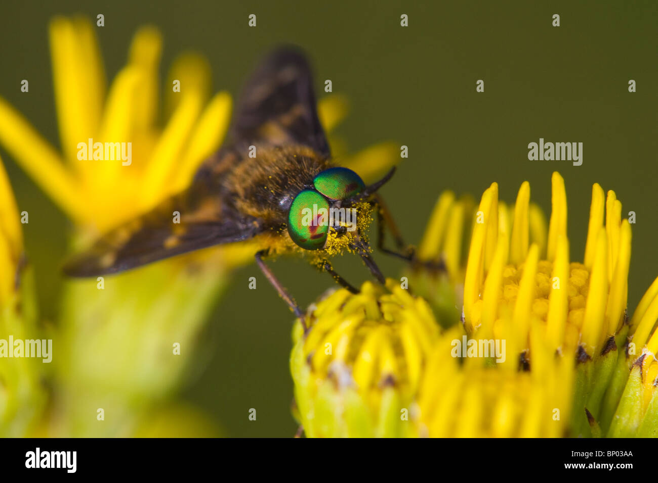 male Chrysops relictus (Tabanidae) horsefly feeding on ragwort (Jacobaea vulgaris) flower Stock Photo