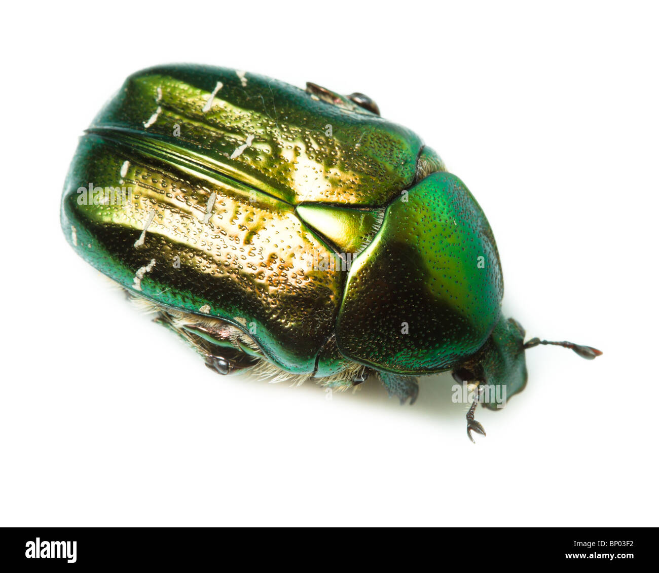 Beetle in front of white background, isolated. Stock Photo