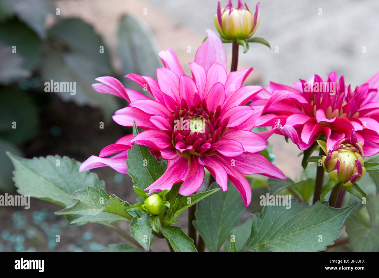 Pink Dahlia bloom Stock Photo Alamy
