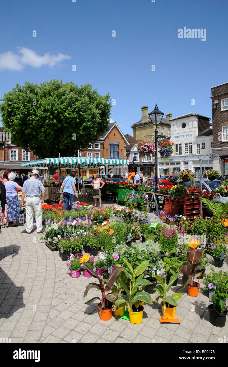 Market trader selling potted plants and flowers from a stall on The Square Petersfield a market town in Hampshire UK Stock Photo