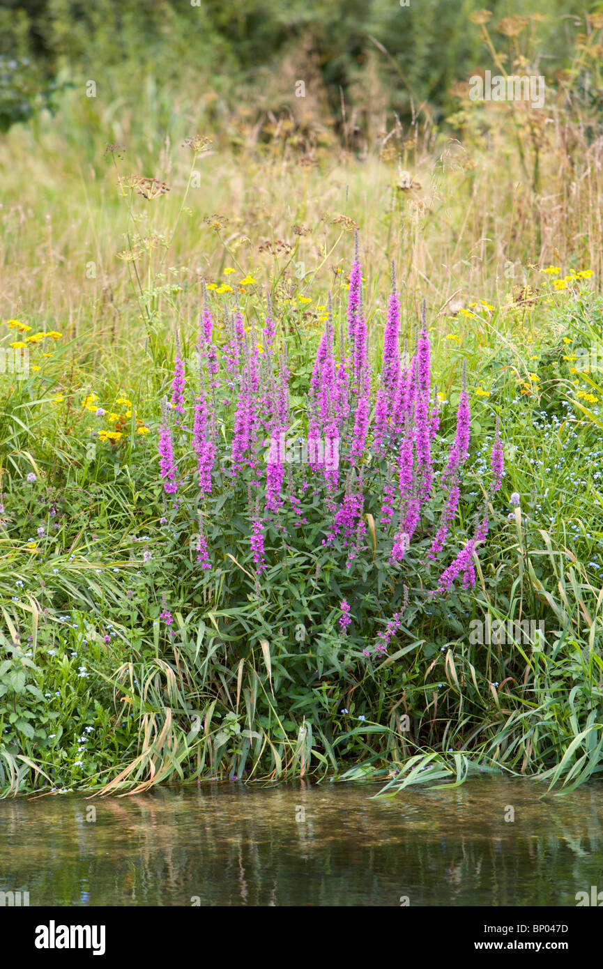 Wild Flowers River Bank High Resolution Stock Photography and Images