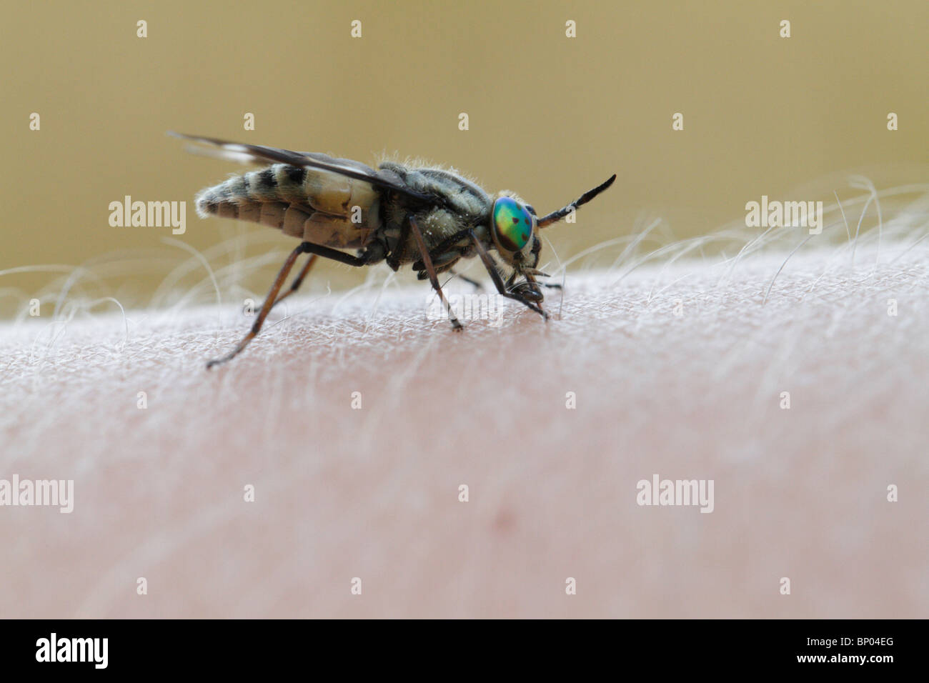 A deer fly (Chrysops sp) sucking blood on a human. Stock Photo
