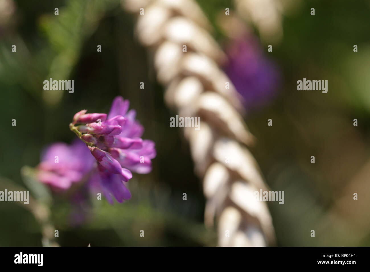 Wheat and Vetch in a field Stock Photo