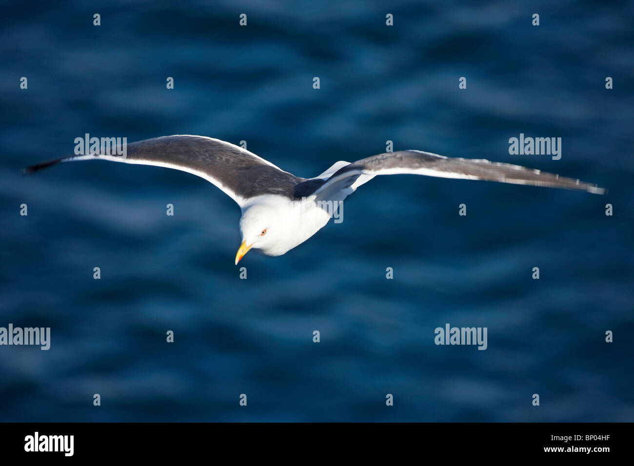 Seafowl Sea Birds Hi res Stock Photography And Images Alamy Seafowl Sea Birds Hi res Stock Photography And Images Alamy