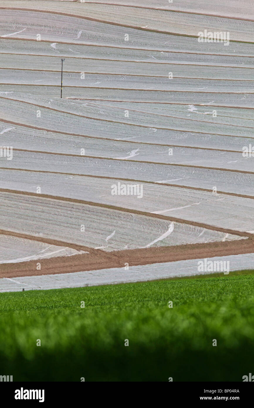large field of vegetables growing under polythene Stock Photo Alamy