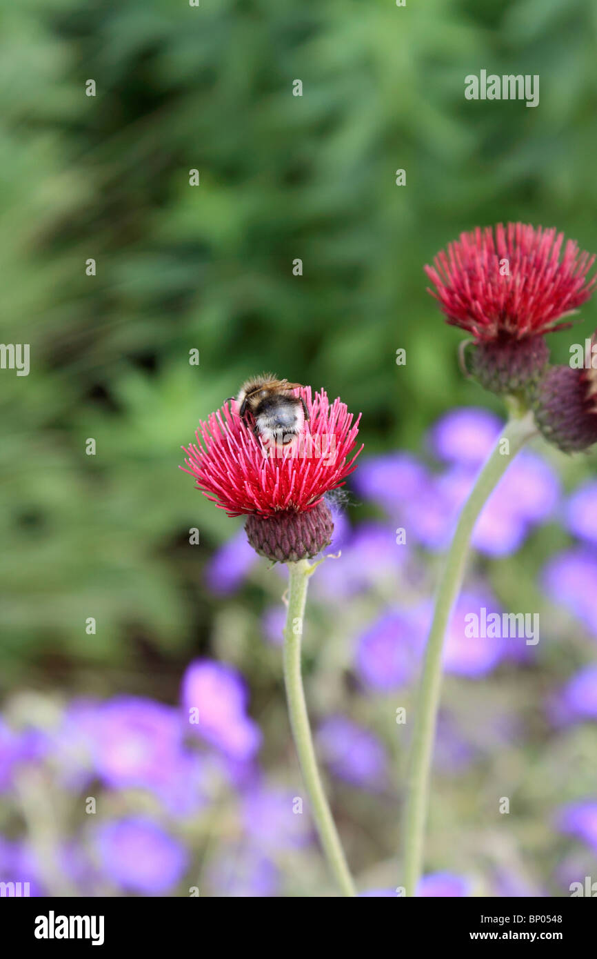 Honey bee on red flowered thistle, Surrey England UK Stock Photo