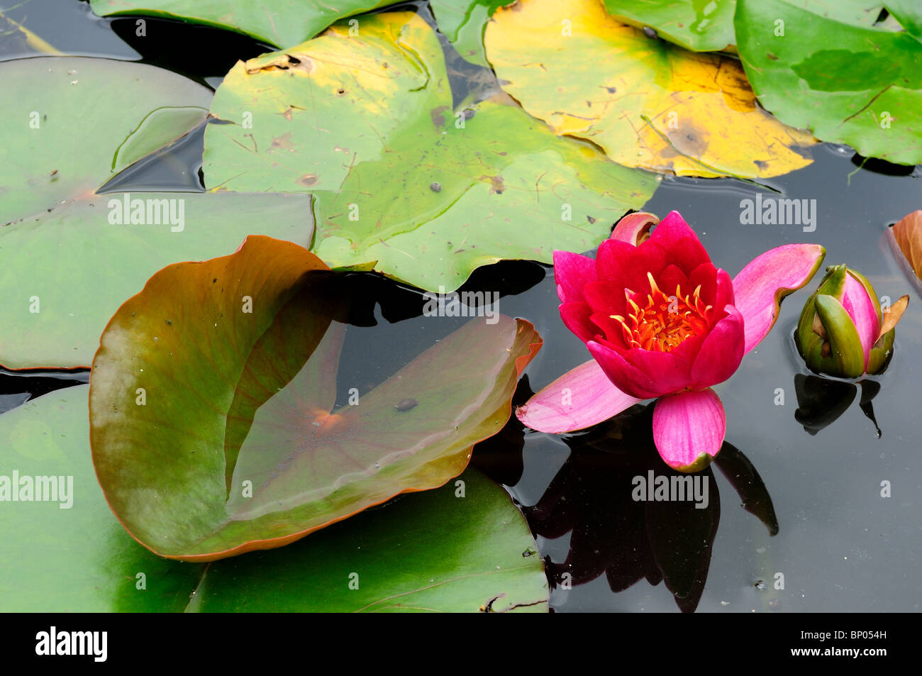 Water Lily Pond Plant Stock Photo Alamy