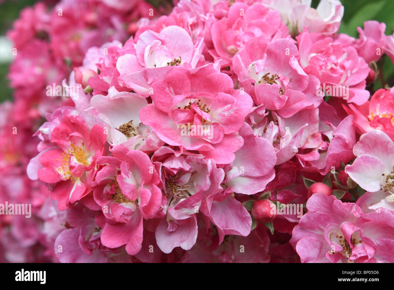 Tightly bunched flowers of pink climbing rose, Surrey England UK Stock Photo