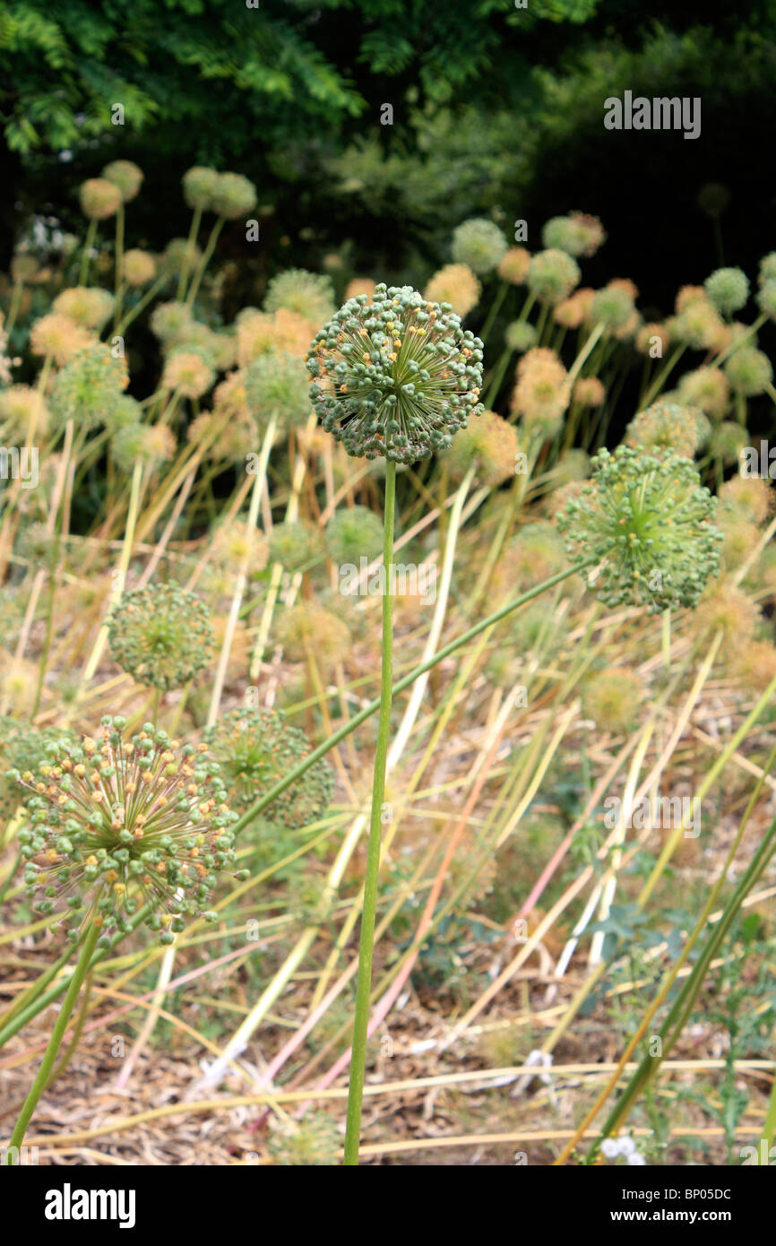 Allium seed heads hires stock photography and images Alamy