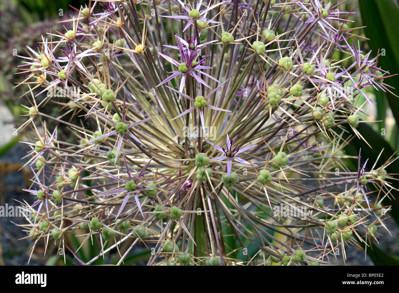 Decorative giant allium seed heads. Surrey England UK Stock Photo