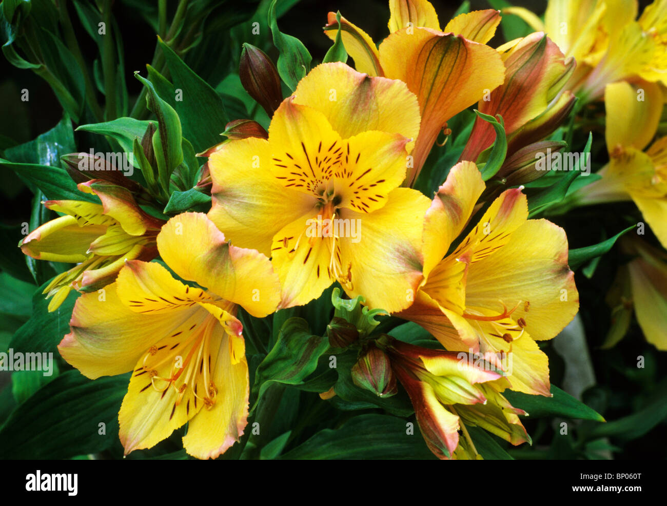 Alstroemeria 'Princess Ariane' alstromeria Peruvian lily lilies yellow ...