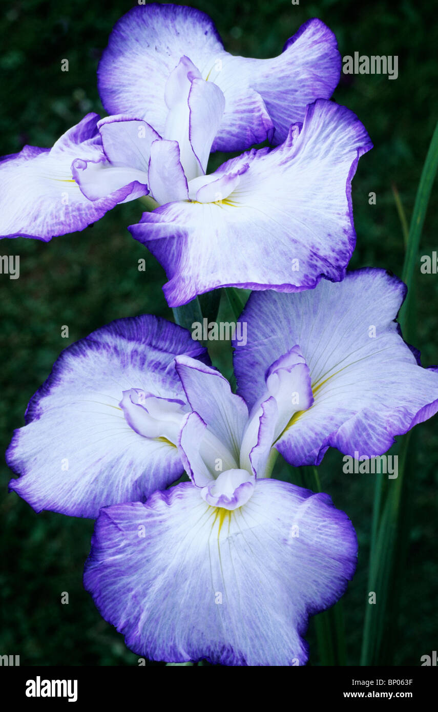 Iris ensata 'Hoshi Akari' blue and white flower flowers garden plant plants Japanese flag flags irises Stock Photo