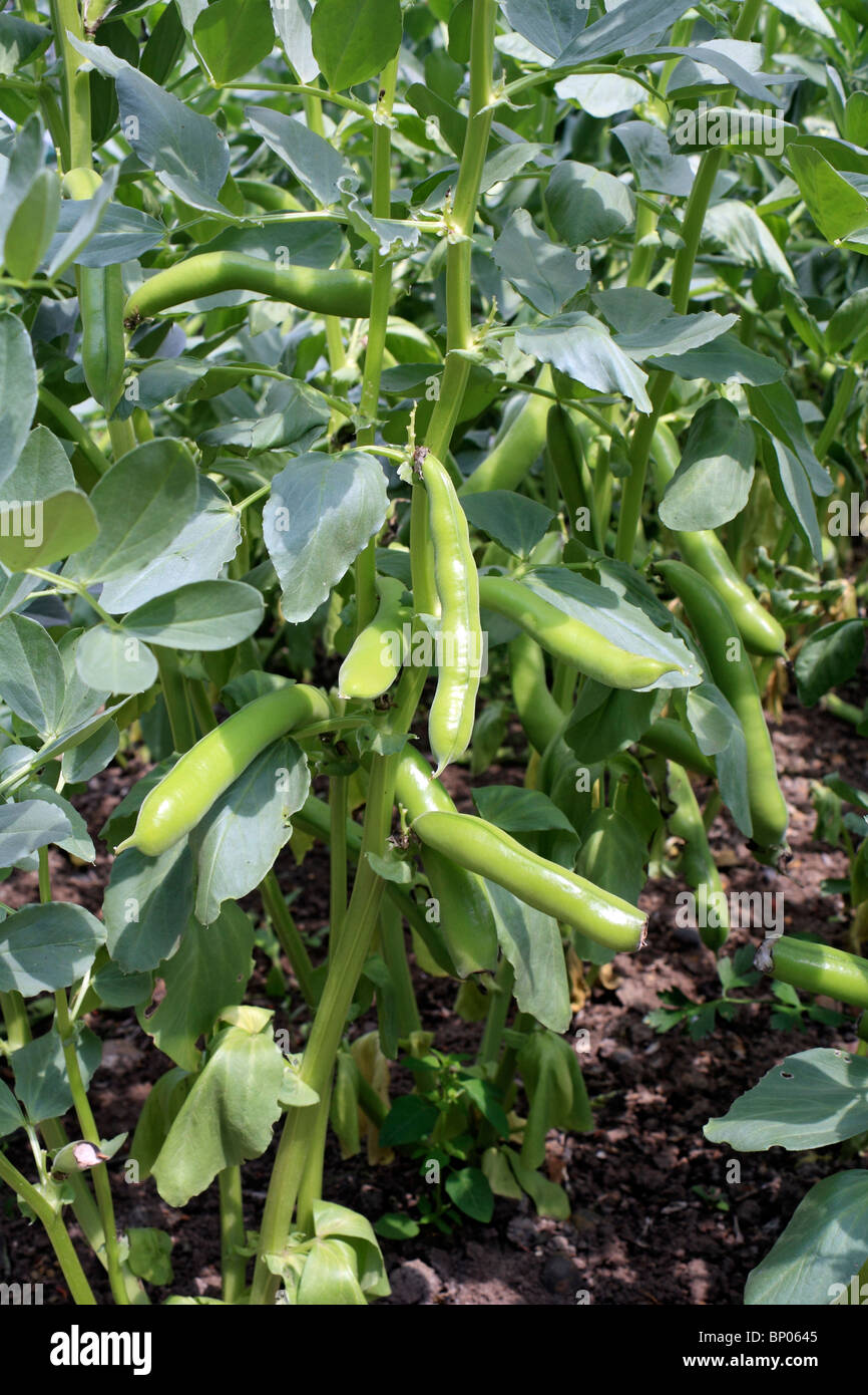 Broad beans growing in an allotment, Surrey, England, UK Stock Photo