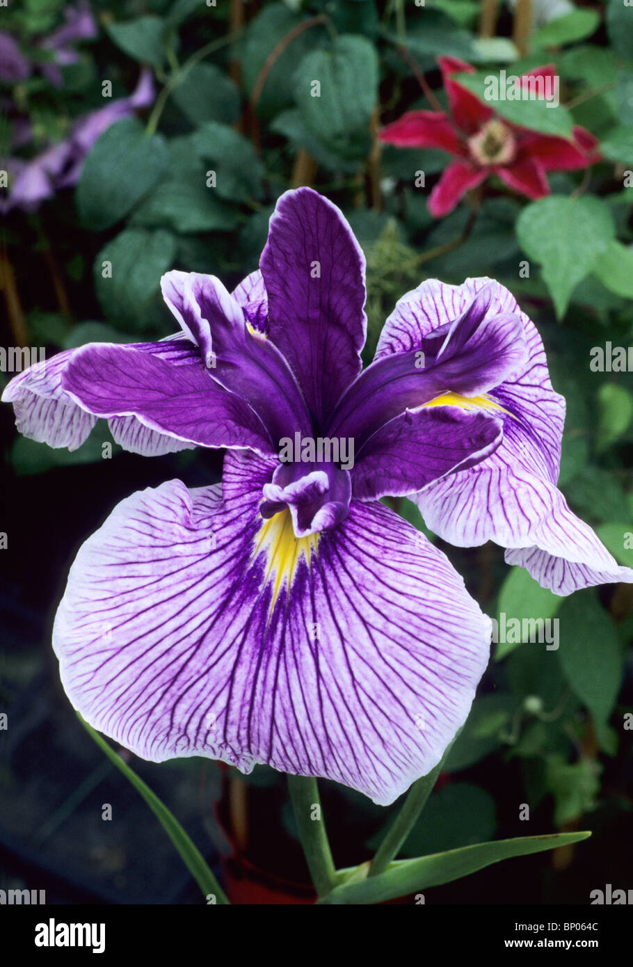 Iris ensata 'Jocasta' purple flower flowers garden plant plants Japanese flag flags irises Stock Photo