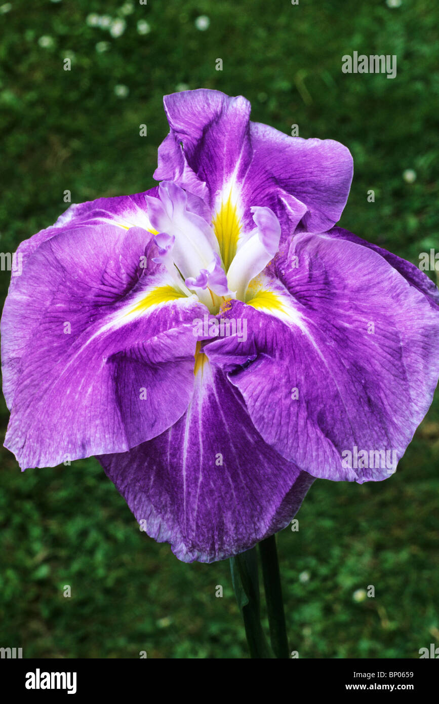 Iris ensata 'Rakko-No-Utage' purple flower flowers garden plant plants Japanese flag flags irises Stock Photo