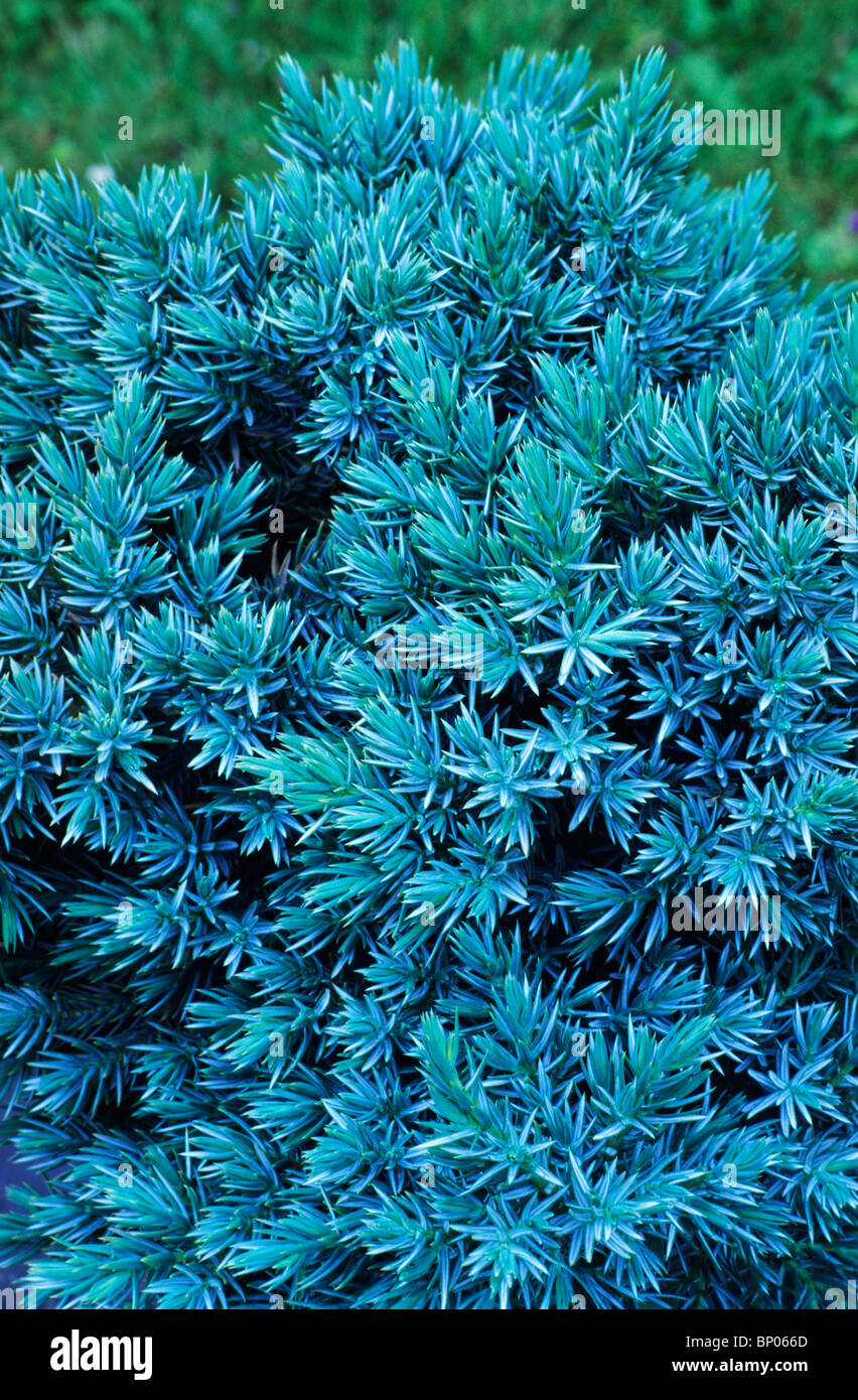Juniperus squamata 'Blue Star' Juniper junipers conifer conifers evergreen tree trees blue plant plants garden Stock Photo
