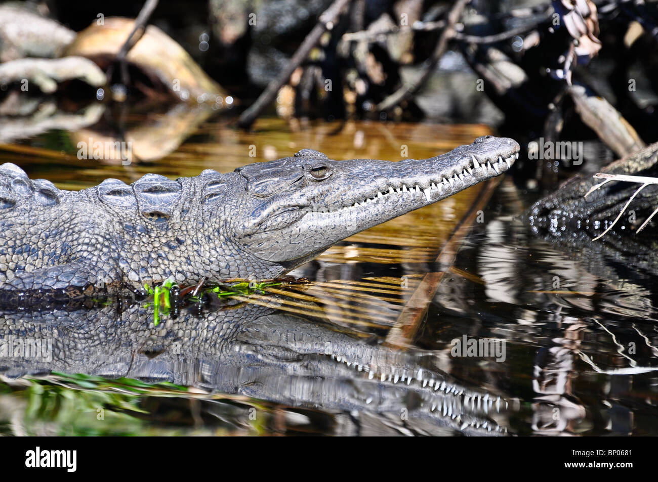 American Crocodile (Crocodylus acutus) basking in sun on river bank. La Tovara, Nayarit, Mexico Stock Photo