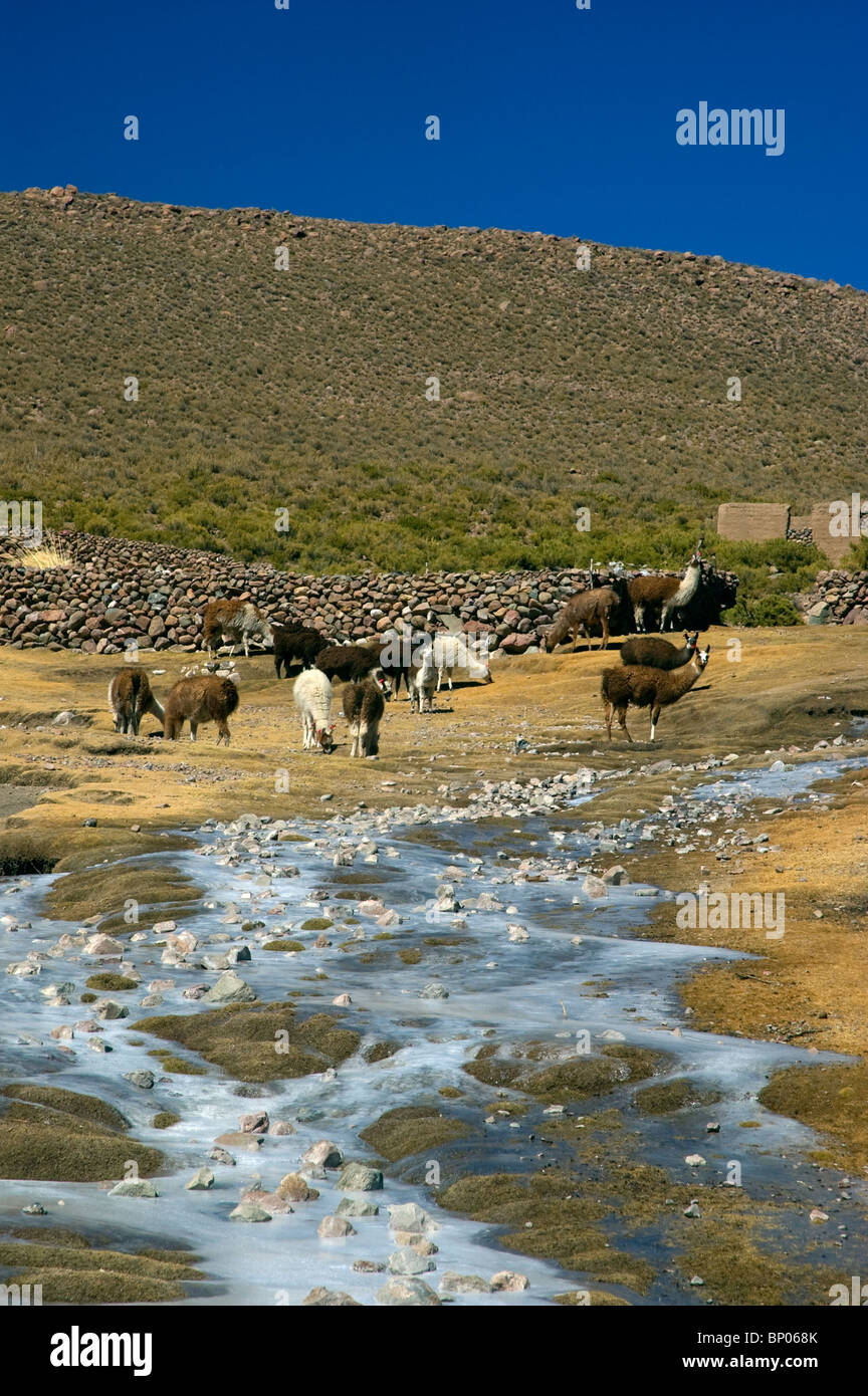 Llamas forage on the low growing moss of the High Altiplano, South West Bolivia. Stock Photo